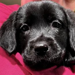 Dilute Retrievers and Labrador Retrievers from Lynn Valley Labradors