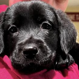 Dilute Retrievers and Labrador Retrievers from Lynn Valley Labradors