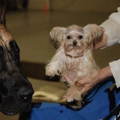 Mi-Ki Puppies from Orlando Mi-Kis