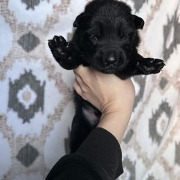 Turkey - Black seal male German Shepherd puppy in New Cambria, Missouri from Des Hausraben Shepherds
