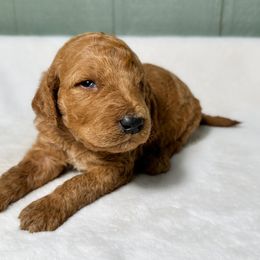Macaroni - Red  male Goldendoodle puppy in Osage City, Kansas from Golden Ridge Goldens