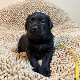Yellow Girl - Black female Labrador Retriever puppy in North Pole, Alaska from Mulberry Retrievers