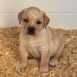 Polar Bear- Straw Boy - Fawn male Cane Corso puppy in Compton, California from Urban League Cane Corso