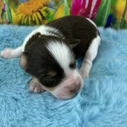 Dewey - Parti male Miniature Schnauzer puppy in Sylvania, Georgia from Southern Sky Miniature Schnauzers