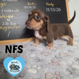 Peanut - Chocolate and cream male Dachshund puppy in Hoquiam, Washington from Heyd's Mini Dachshunds