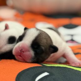 Fawn pied boy - Fawn and white male French Bulldog puppy in Keeseville, New York from Big Sky Frenchies