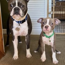 Boston Terriers from Wildcat’s Boston Terrier