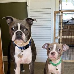 Boston Terriers from Wildcat’s Boston Terrier