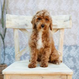 Black collar boy - Red  male Goldendoodle puppy in Spokane, Washington from Beloved_doodles_WA