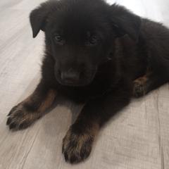 German Shepherd Puppies from BK German Shepherds