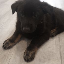 German Shepherd Puppies from BK German Shepherds