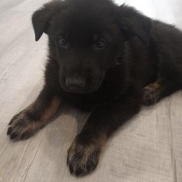 German Shepherd Puppies from BK German Shepherds