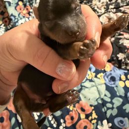 Yorkshire Terrier Puppies from Cuddles of Cuteness