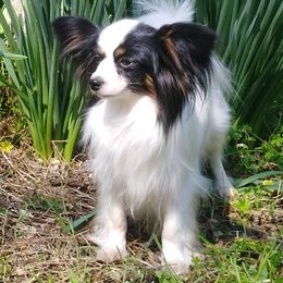 panda - Papillon