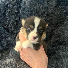 MO-M02 - Black and tan male Pembroke Welsh Corgi puppy in Stockton, Iowa from Infinity Corgis