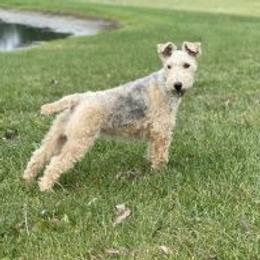 Gemma - Lakeland Terrier