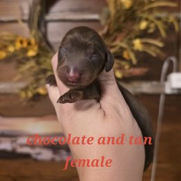 Girl 1 - Chocolate and tan female Dachshund puppy in Romney, Indiana from Brown's Valley Dachshunds