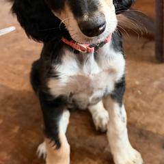 Sitara - Orange Collar - Black female Saluki puppy in Los Angeles, California from Srinagar Salukis