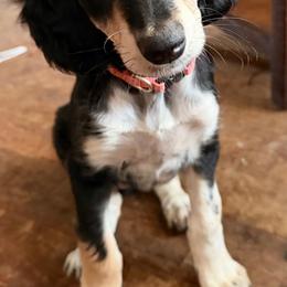 Sitara - Orange Collar - Black female Saluki puppy in Los Angeles, California from Srinagar Salukis