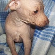 Xoloitzcuintli from Shasta Spots and Solids
