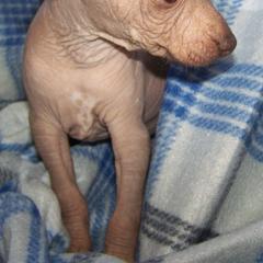 Xoloitzcuintli from Shasta Spots and Solids