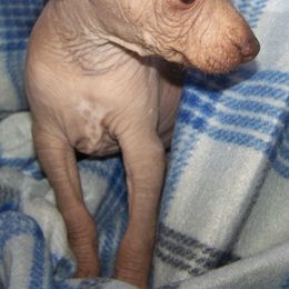 Xoloitzcuintli from Shasta Spots and Solids