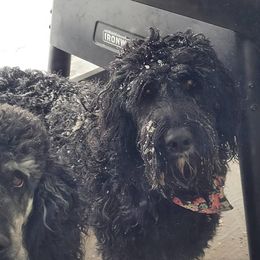 Goldendoodle and Poodle All Grown Up from Fancy Goldendoodles and Poodles