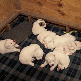 Great Pyrenees Puppies from Duck Creek Poultry Place & Wilson's Waterfowl