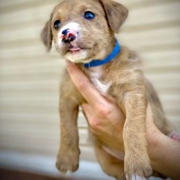 Aussiedoodle and Leopardoodle Puppies from A Puppy Crush