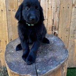 Slushie (blue) - Black female Flat-Coated Retriever puppy in Park Rapids, Minnesota from Catori