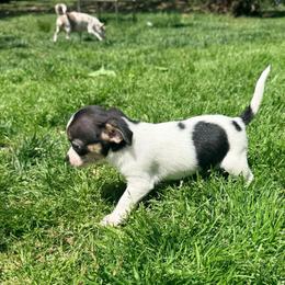 Cole AKC - Black and tan male Chihuahua puppy in Seneca, Missouri from Stephanie’s Puppy Colony