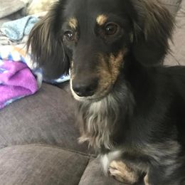 Dachshund All Grown Up from Lone Star Longhair Dachshunds