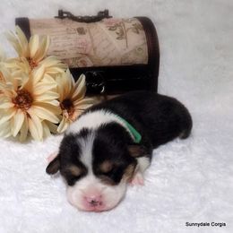 Pembroke Welsh Corgi Puppies from Sunnydale Corgis