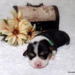 Pembroke Welsh Corgi Puppies from Sunnydale Corgis