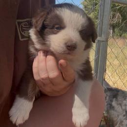 Gio - White and red male Border Collie puppy in North Lakeport, California from Wild Rose Ranch