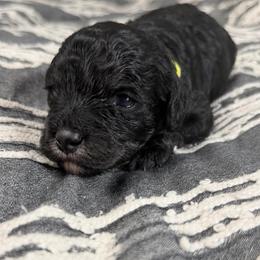 Licorice - Black male Cavapoo puppy in Spokane, Washington from PJE Cavs and Poos