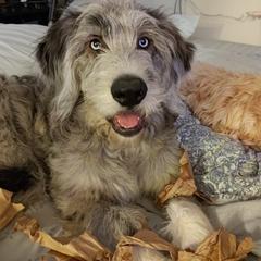 Bernedoodle and Pyredoodle Puppies from Washington Bernedoodles & Pyredoodles