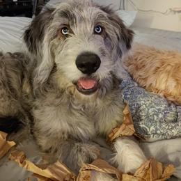 Bernedoodle and Pyredoodle Puppies from Washington Bernedoodles & Pyredoodles