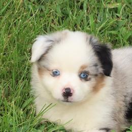 Auror Secret X Bolo - Blue merle male Miniature American Shepherd puppy in Tiskilwa, Illinois from First Harmony Farms