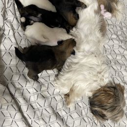 Shih Tzu Puppies from Itty Bitty Paws