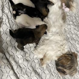 Shih Tzu Puppies from Itty Bitty Paws