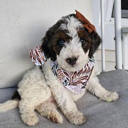Kit Kat - Grey and white female Bernedoodle puppy in Decatur, Georgia from So Adoodable