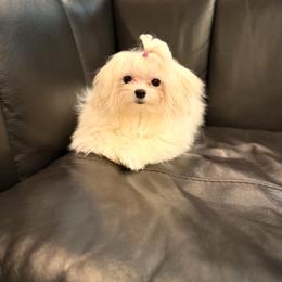 Lola - White female Maltese puppy in Chicago, Illinois from Leona's Maltese