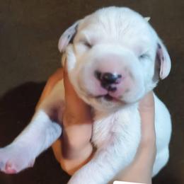 Angel Dust (White Collar Female) - White and black female Dalmatian puppy in Raymondville, Missouri from Wagner's Dalmatian's