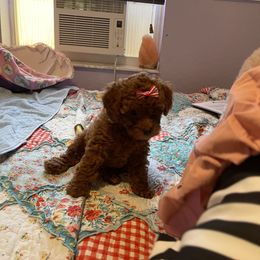 Poodle Puppies from Red toy poodles