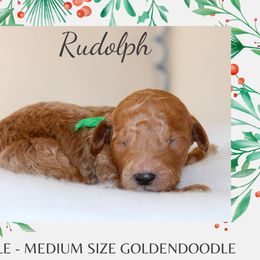 Rudolph - Red  male Goldendoodle puppy in Wilson, North Carolina from Cedar Creek Doodles