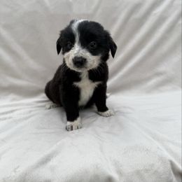 Male I 1500 - Black and white male Border Collie puppy in Okeechobee, Florida from Cowtown Corgis & Border Collies