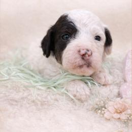 Mary-Grace - Parti female Poodle puppy in Willacoochee, Georgia from Kitandkboodle's Doodles