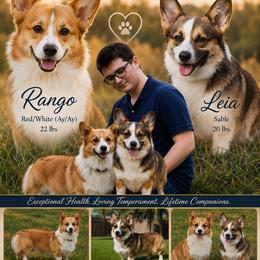 Pembroke Welsh Corgi puppies from AW Corgis
