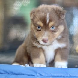 Camello RTMale 5 - Red tri-color male Australian Shepherd puppy in Yucaipa, California from Oro’z Farm Aussies